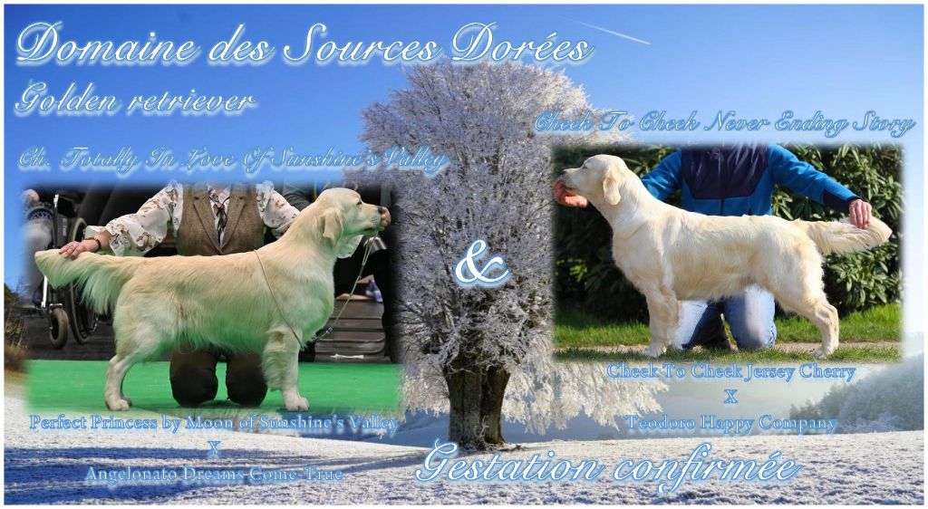 du Domaine Des Sources Dorees - Chiots Disponibles