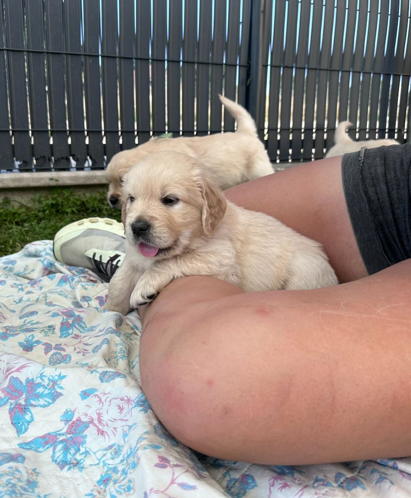 du Domaine Des Sources Dorees - Chiots disponibles - Golden Retriever