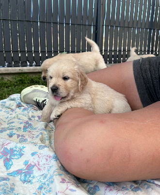 CHIOT 9