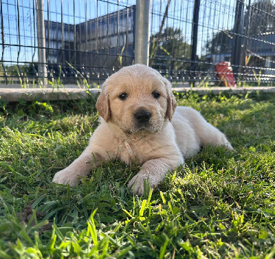 CHIOT 6