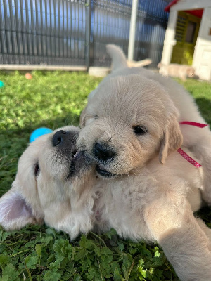 CHIOT 8
