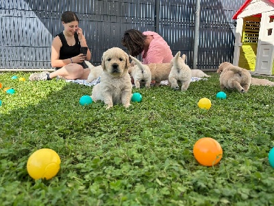 CHIOT 4