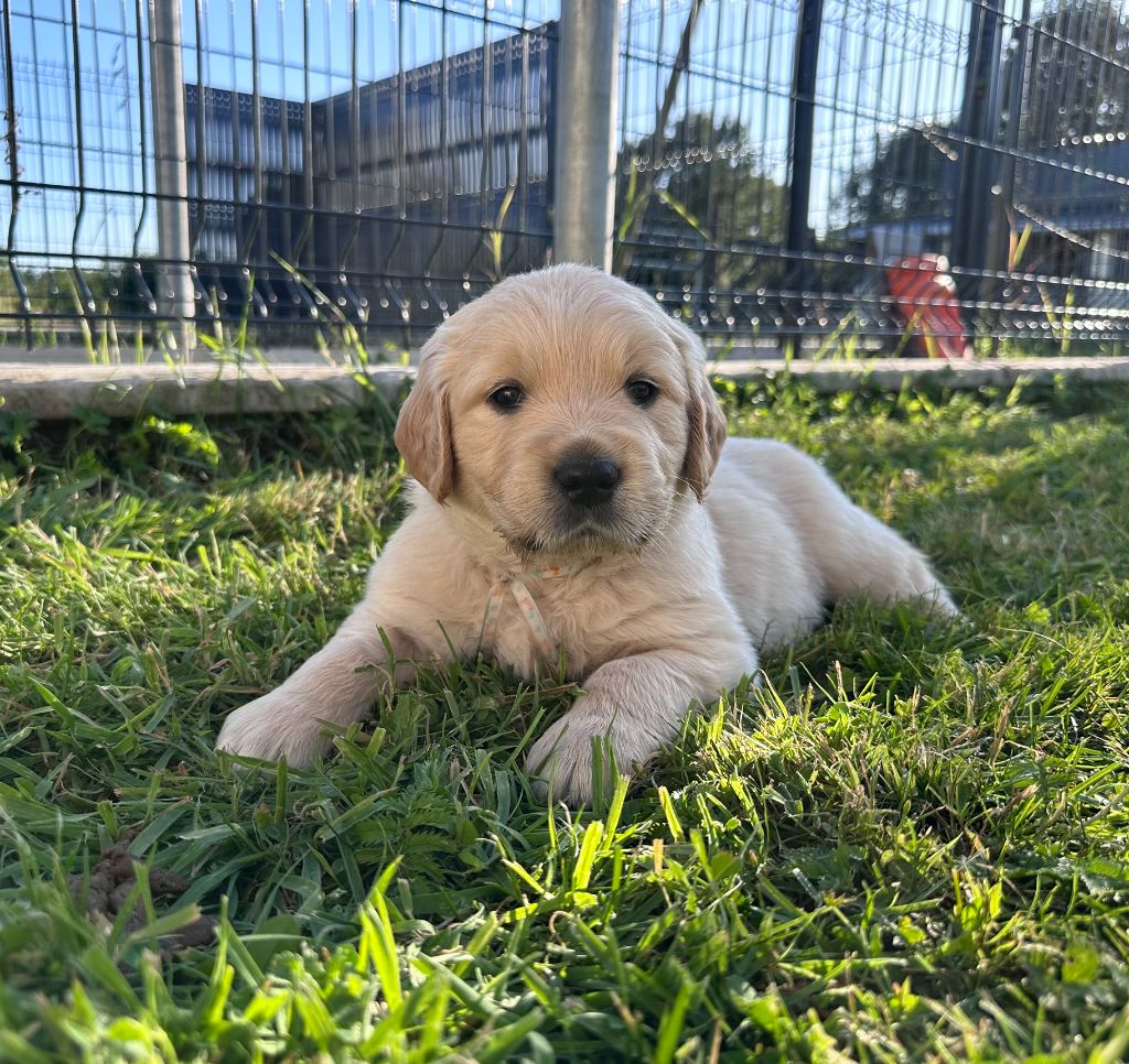 du Domaine Des Sources Dorees - Chiots disponibles - Golden Retriever