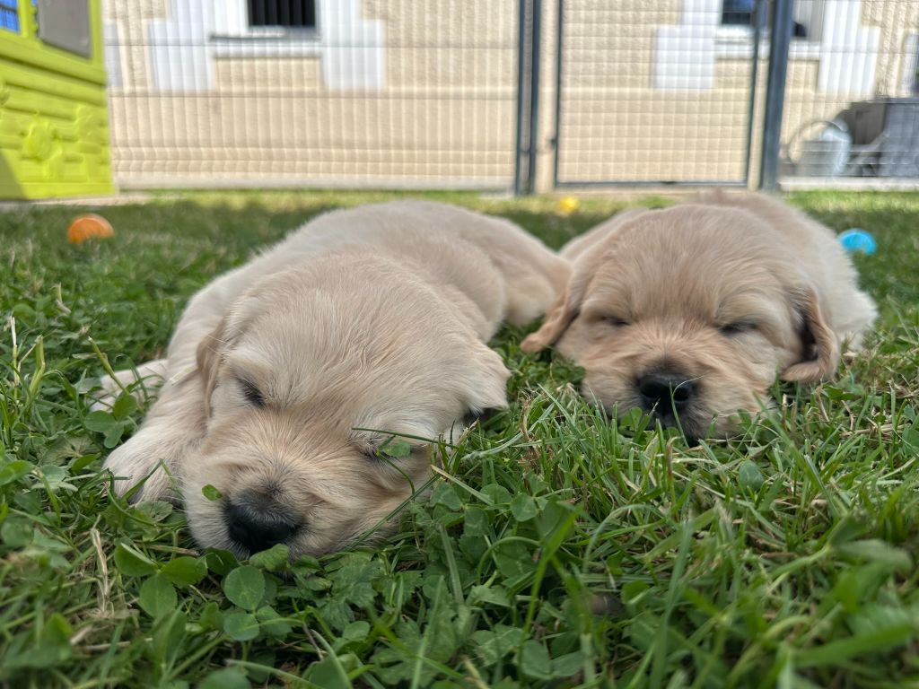 du Domaine Des Sources Dorees - Chiots disponibles - Golden Retriever